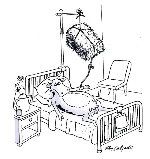 A cow on a drip.