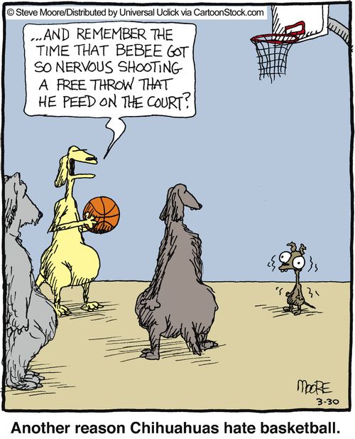 Another reason Chihuahuas hate basketball.
