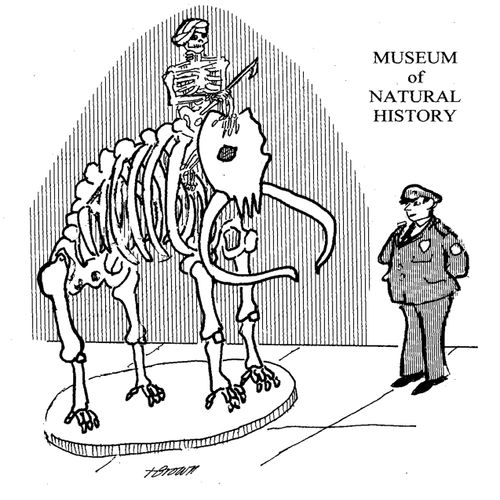 Mahout skeleton in the museum of natural history.