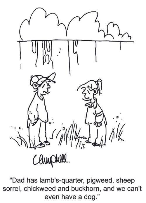 'Dad has lamb's-quarter, pigweed, sheep sorrel, chickweed and buckhorn, and we can't even have a dog.'
