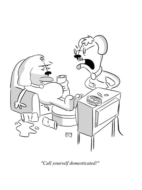 'Call yourself domesticated!'