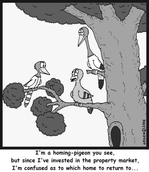'I'm a homing-pigeon you see, but since I've invested in the property market, I'm confused as to which home to return to...'