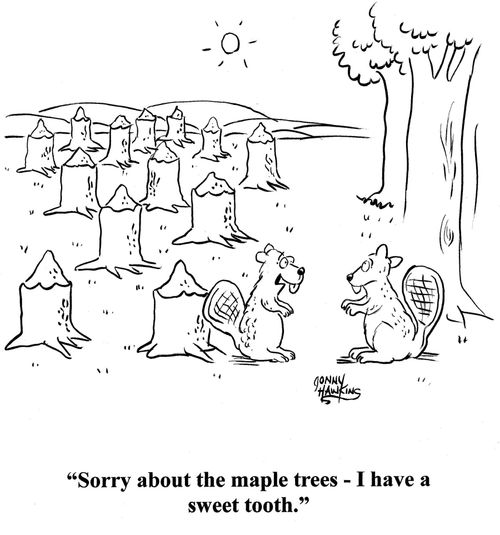 Beaver to other about eaten trees: 'Sorry about the maple trees - I have a sweet tooth.'