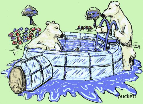 A couple of polar bears enjoy their new swimming pool - a refurbished igloo . . . 