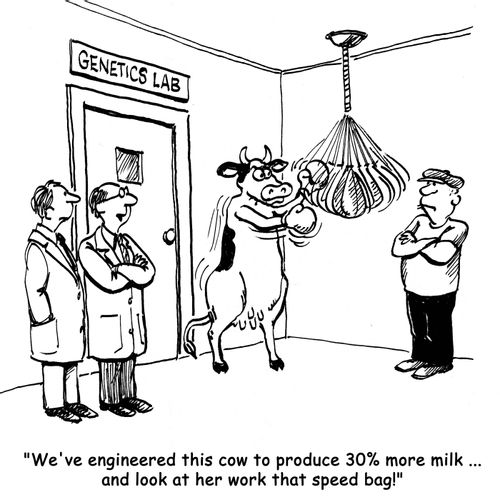 'We've engineered this cow to produce 30% more milk ... and look at her work that speed bag!'
