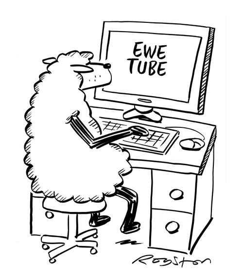 Sheep looks at 'Ewe Tube' website.