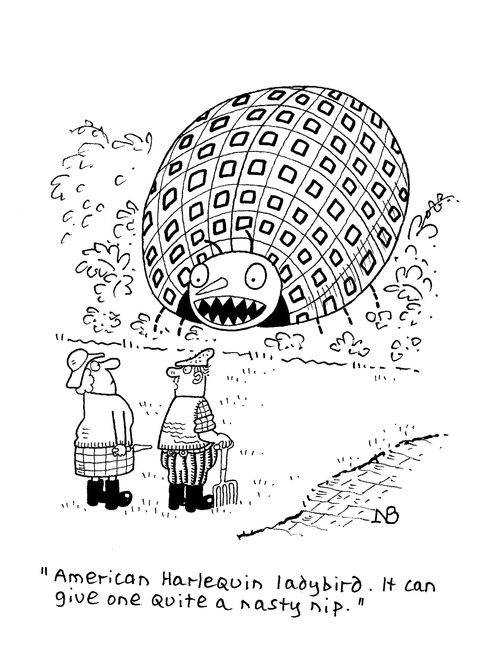 'American Harlequin ladybird. It can give one quite a nasty nip.'