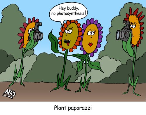 'Hey buddy, no photosynthesis!'