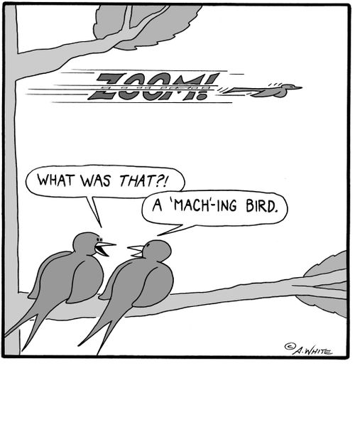 'What was that?!' 'A 'Mach'-ing bird.'