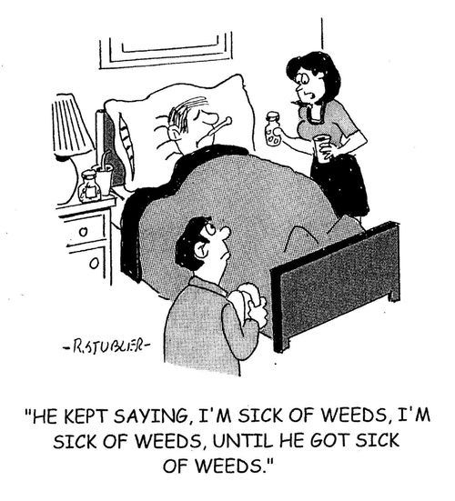 'He kept saying, I'm sick of weeds. I'm sick of weeds until he got sick of weeds.'