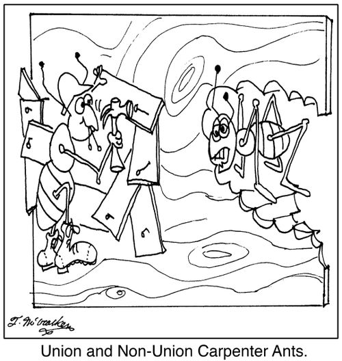 Union and Non-Union Carpenter Ants.
