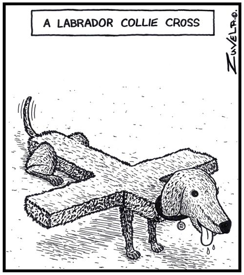 Labrador Collie Cross