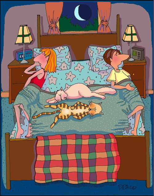 Cat Nite