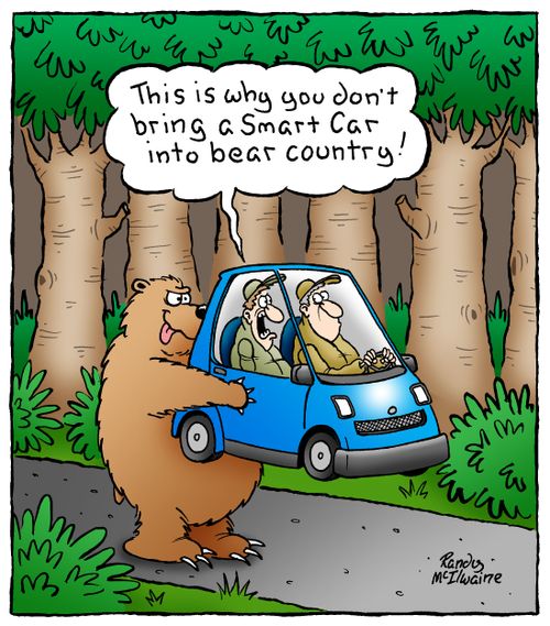 'This is why you don't bring a Smart Car into bear country!'