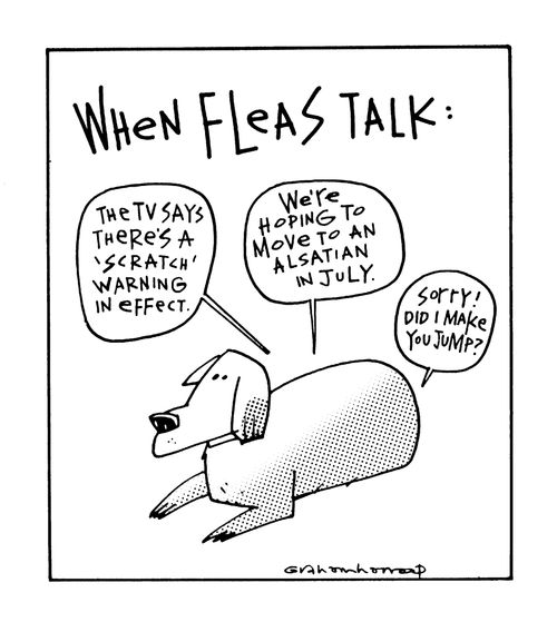 When fleas talk...
