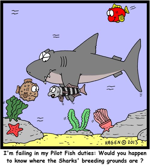'I'm failing in my Pilot Fish duties: Would you happen to know where the Sharks' breeding grounds are ?'