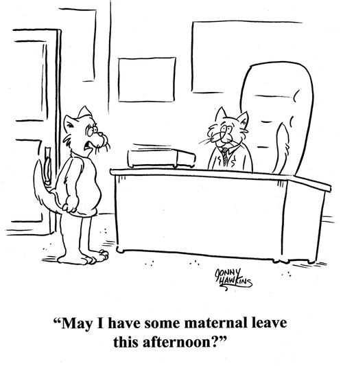 Cat to boss: 'May I have some maternal leave this afternoon?'
