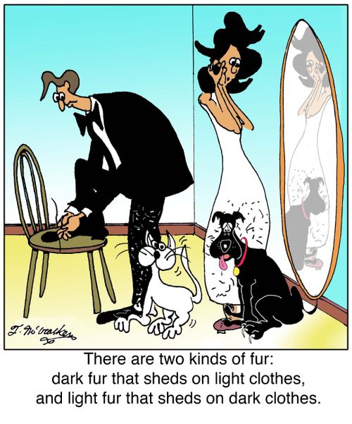 There are two kinds of fur: dark fur that sheds on light clothes, and light fur that sheds on dark clothes.