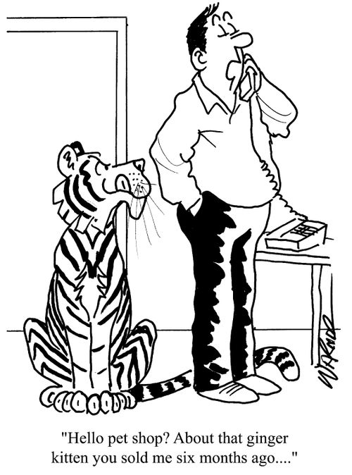 "Hello, pet shop? About that ginger kitten you sold me six months ago."