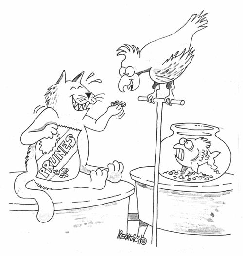 Cat feeding parrot prunes above a fish tank