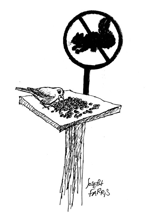Bird Table with a No Squirrels sign attached.