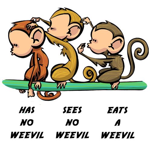 Has No Weevil, Sees no Weevil, Eats a Weevil.
