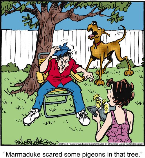 'Marmaduke scared some pigeons in that tree.'