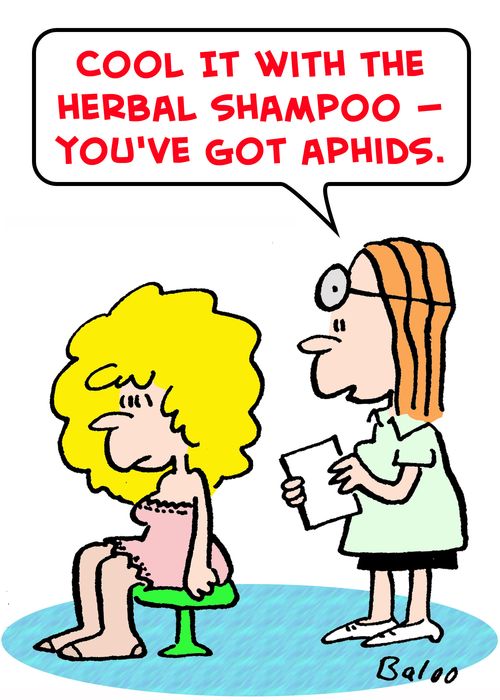 'Cool it with the herbal shampoo -- you've got aphids.'