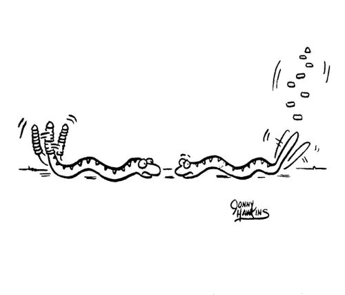 Rattlesnake shakes tail and loses rattles.