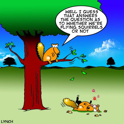 'Well I guess that answers the question of whether we are Flying squirrels or not.'