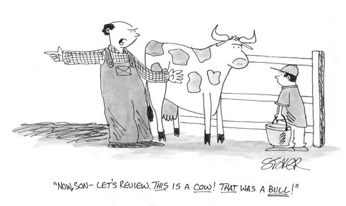 'Now, son - let's review. This is a cow! That was a bull!'