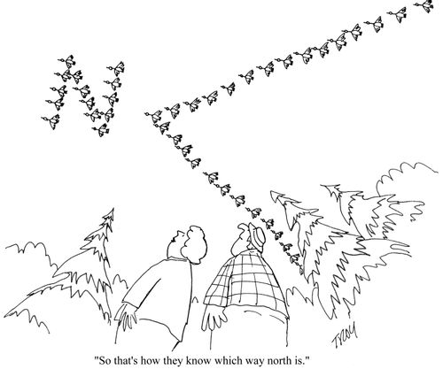 'So that's how they know which way north is.'