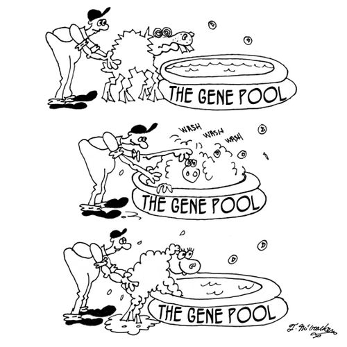 The Gene Pool.