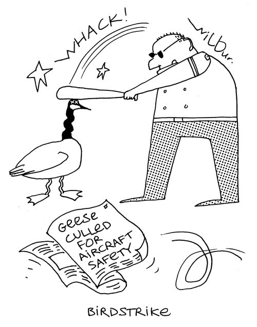 Birdstrike.