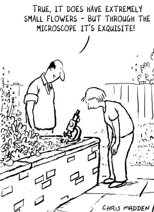 'True it does have small flowers but through the microscope its exquisite.'