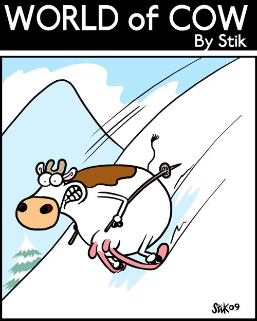 Cow using udders as skis.
