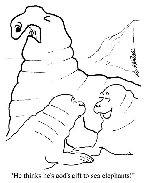 "He thinks he's God's gift to sea elephants!"