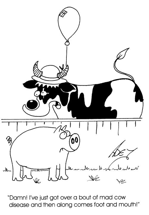 Mad cow complaining about foot and mouth