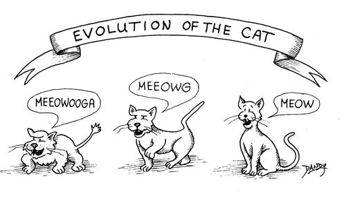 Evolution of the Cat.