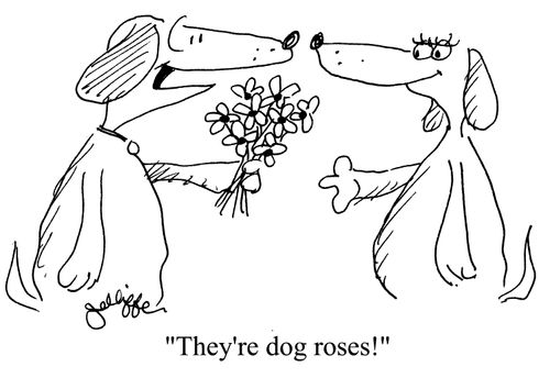 'They're dog roses!'