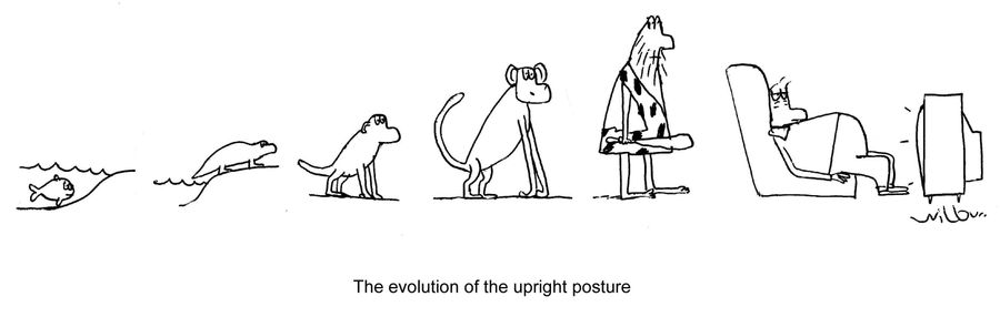 The Evolution of the Upright Posture.  