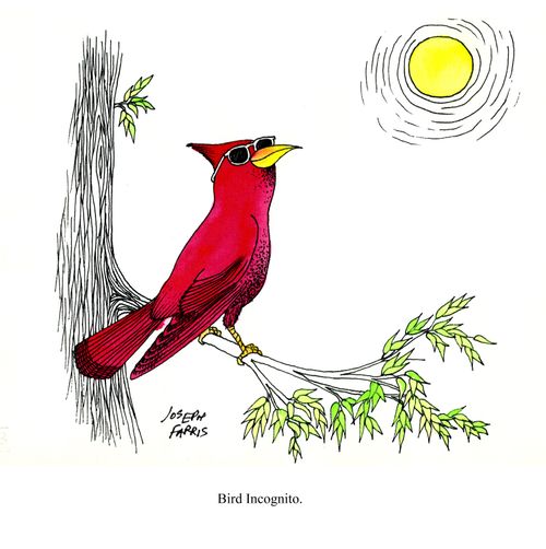 Bird Incognito.