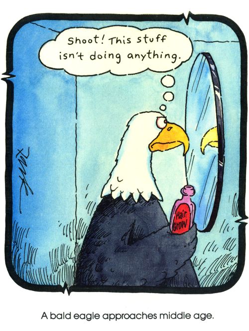 A bald eagle approaches middle age.