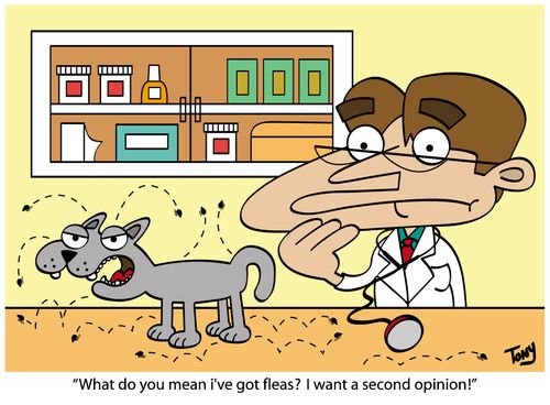 'What do you mean I've got fleas? I want a second opinion!'