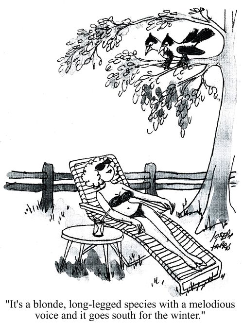 'It's a blonde, long-legged species with a melodious voice and it goes south for the winter.'