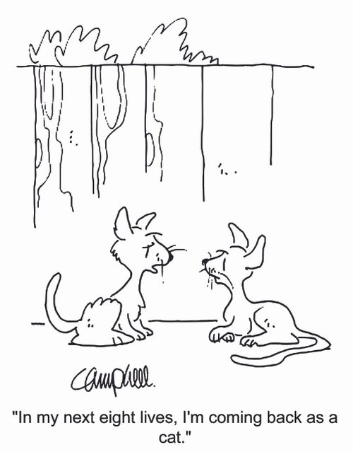 'In my next eight lives, I'm coming back as a cat.'