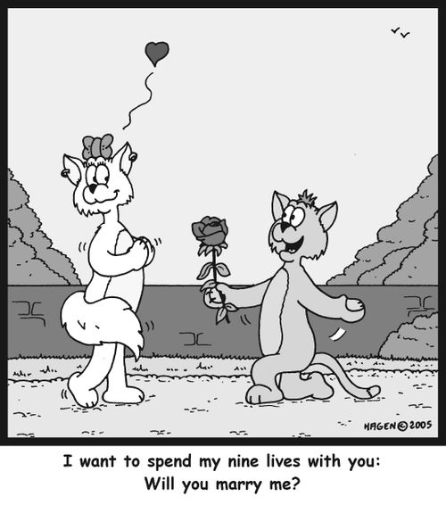 'I want to spend my nine lives with you: Will you marry me?'