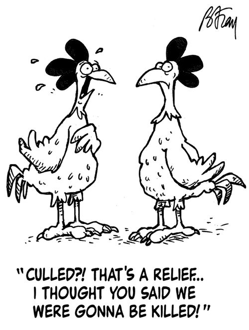 'Culled?! That's a relief...I thought you said we were gonna be killed!'
