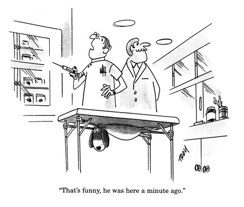 Vets: 'That's funny, he was here a minute ago.'