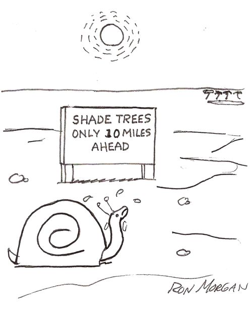 Snail in desert sees sign for shade trees.